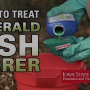 How To Treat EAB Yourself