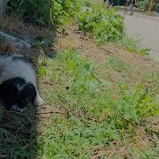 Abandoned Mother Dog And Her Puppies One Puppy Left Us Speechless