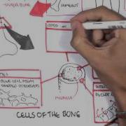 Skeletal System Overview