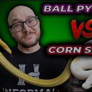 Ball Python Vs Corn Snake The Best Pet Snake