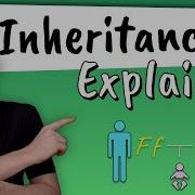 Объяснение наследования Как мы наследуем черты наших родителей