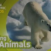 Polar Bear Amazing Animals