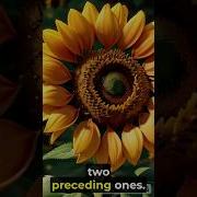Unveiling The Enigma Exploring Fibonacci S Sequence In Python Unraveling Magic Myth