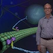 Ron Vale UCSF HHMI 1 Molecular Motor Proteins