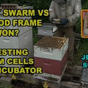Tiny Swarm And Queen Cell Cut Out And Xfer To Incubator S9E18 Beekeeping