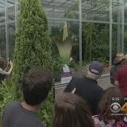 Repelling Stink Of Corpse Flower Attracting Thousands