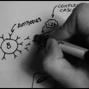 Overview Of The Immune System