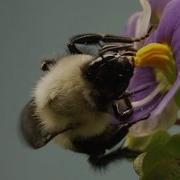 This Vibrating Bumblebee Unlocks A Flower S Hidden Treasure Deep Look