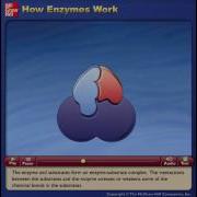 How Enzymes Work Animation