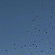 Red Billed Quelea Flocks Gathering
