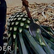 How Tequila Is Made
