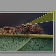 Image Magnifier Glass Using HTML CSS And JavaScript Zoom Image On Hover JavaScript Project