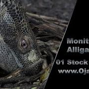 Monitor Raids Alligator Nest 01 Stock Footage