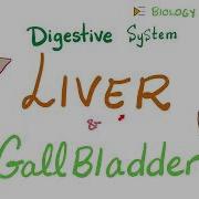 Liver And Gallbladder Digestive System