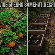Почему одно гнилое бревно лучше десяти высоких грядок и как агробизнес годами скрывал это