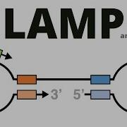 Loop Mediated Isothermal Amplification LAMP Protocol Explained