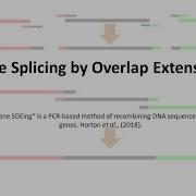 Part 1 Gene Splicing By Overlap Extension SOE PCR