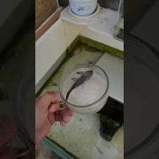 Girl Revives Dead Fish Shortsvideo