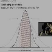 Mechanisms Of Genetic Evolution