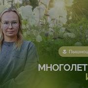 Пышноцветущие многолетники июня