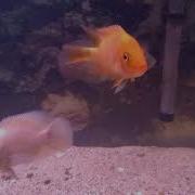 Male Or Female Red Devil
