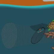 Turtle Excluder Device