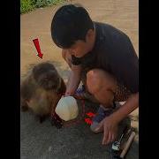 This Smart Monkey Drinks From A Straw Shorts