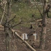 Student Resource 15 Minute Animal Behaviour Sampling Video