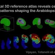 3D Digital Ovules Based On Deep Imaging ML Based 3D Segmentation And Tissue Annotation
