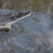Gator Swims Away With Its Lunch A Python