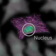 Cytoskeleton Structure And Function