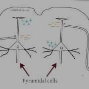 EEG And Action Potentials