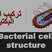 Bacterial Cell Structure