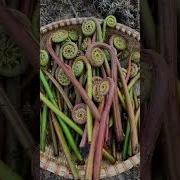 Fresh Fiddlehead Bamboo Shoots On The Mountain Satisfying Shortsvideo