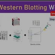 What Is Western Blotting How It Works Made Easy