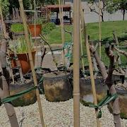 May 28 2026 Fig Update How To Thin Fig Trees