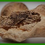 Bones Began As Mineral Batteries