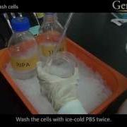 Western Blot Sample Preparation Video From GeneTex