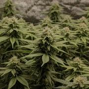 Week 5 Flower Cannabis Grow Tent Update Grow Guide