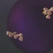 Complement Proteins Animation