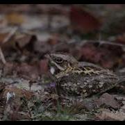 Indian Nightjar Calling