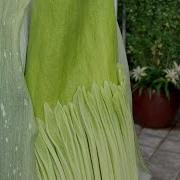 Conservatory Live Caring For The Corpse Flower