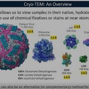 Electron Microscopy For Biological Materials Kristen Flatt MRL 06182020