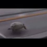 Deja Vu Turtle 1 Hour