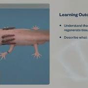 Regeneration Biology Virtual Lab