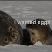 Captioned Seal 2 The Need For Eggs Reupload