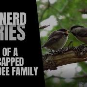 Life Of A Black Capped Chickadee Family Bird Nerd Diaries