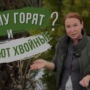 Три неочевидные причины обгорания и облысения хвойных