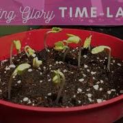 Morning Glory Seedling Timelapse Red Willow Tree Morning Glory Seeds Growing Seed Time Lapse