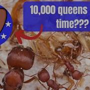 Full Interview With Anthony The Owner Of Stateside Ants America S Largest Ant Vendor